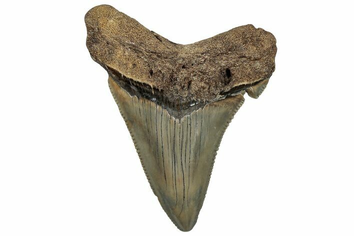 Serrated Angustidens Tooth - Megalodon Ancestor #302037